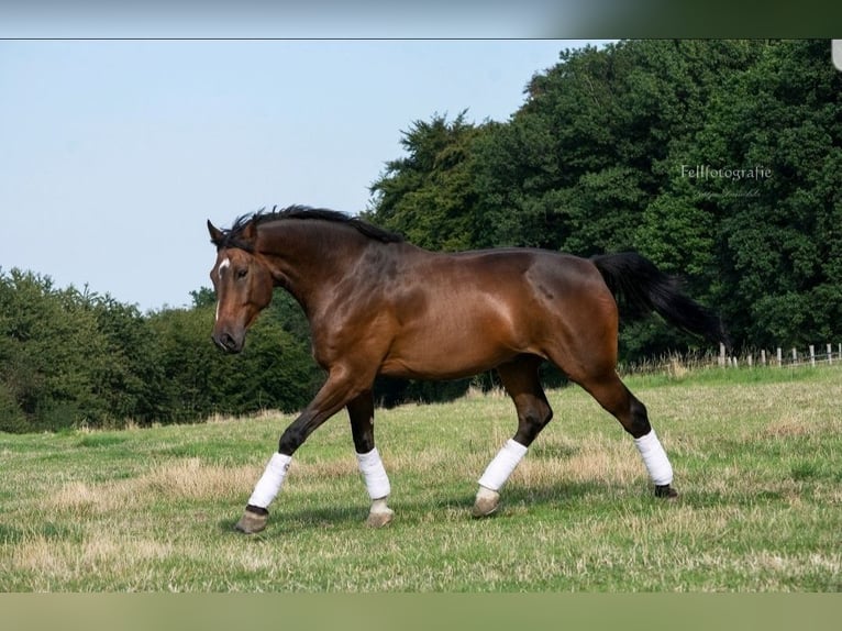 Rhinelander Gelding 15 years 18 hh Brown in Dümpelfeld