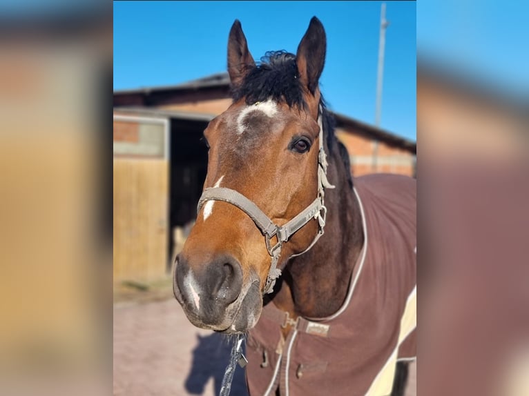 Rhinelander Gelding 15 years 18 hh Brown in Dümpelfeld