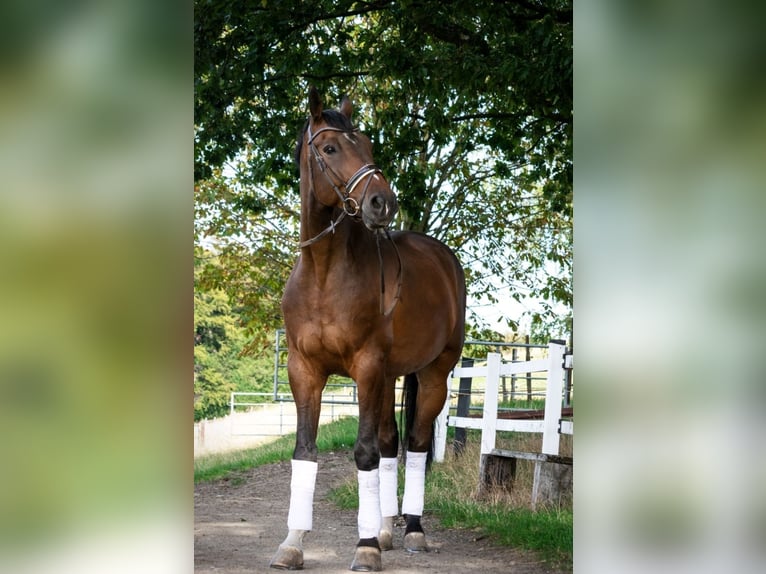 Rhinelander Gelding 15 years 18 hh Brown in Dümpelfeld