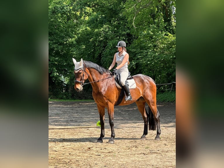 Rhinelander Gelding 15 years 18,1 hh Brown in Cuxhaven