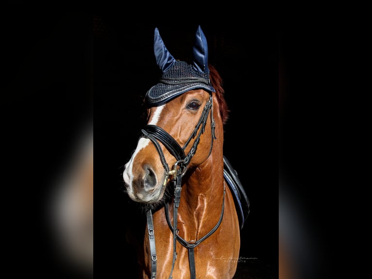 Rhinelander Gelding 15 years in Meerbusch