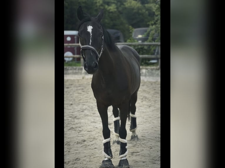 Rhinelander Gelding 16 years 15.2 hh Black in Essen