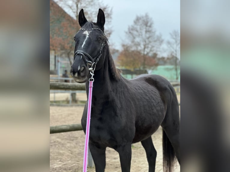Rhinelander Gelding 16 years 15.2 hh Black in Essen