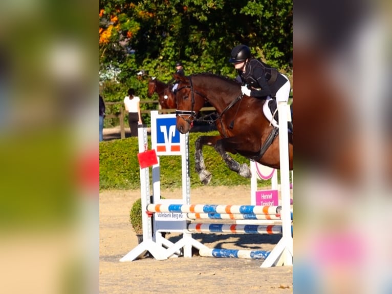 Rhinelander Gelding 16 years 16,1 hh Brown in Neunkirchen-Seelscheid
