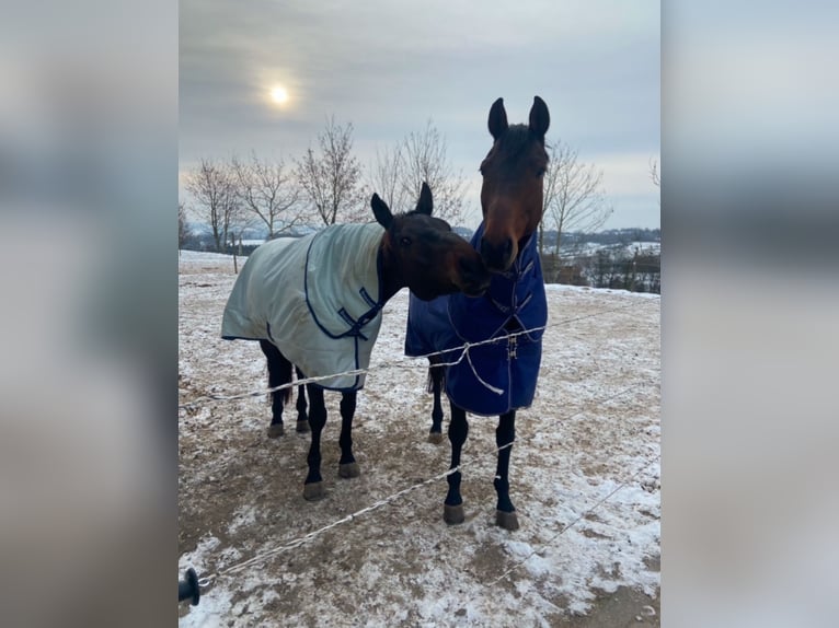 Rhinelander Gelding 16 years 16,1 hh Brown in Neunkirchen-Seelscheid