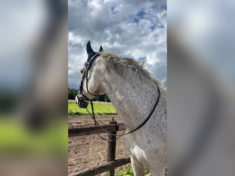 Rhinelander Gelding 16 years 17 hh Grey in Ottersberg