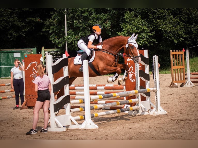 Rhinelander Gelding 17 years 17 hh Chestnut-Red in Bad Sachsa