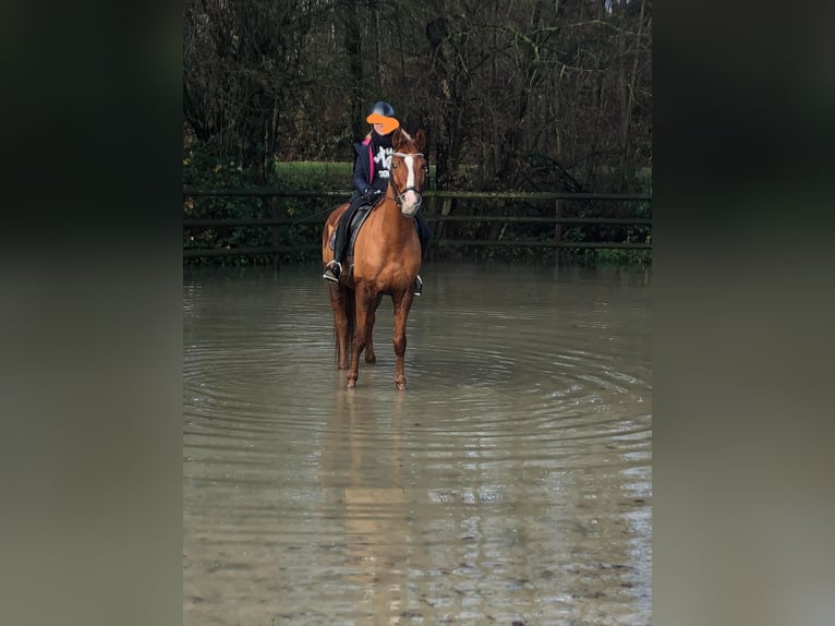 Rhinelander Gelding 17 years 17 hh Chestnut-Red in Bad Sachsa