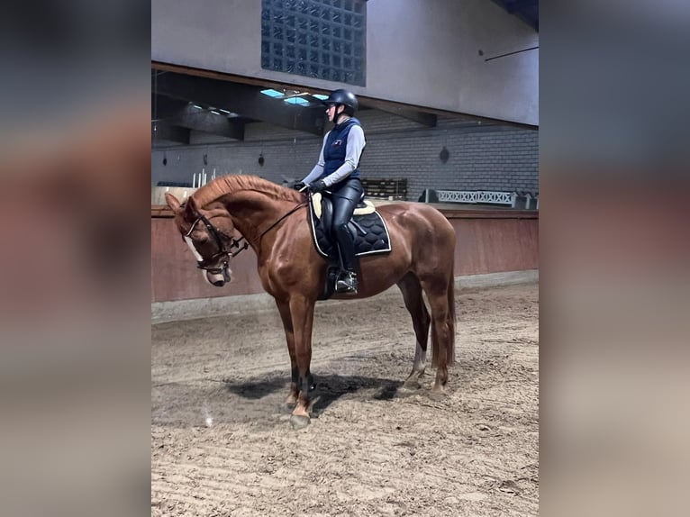 Rhinelander Gelding 17 years 17 hh Chestnut-Red in Leverkusen
