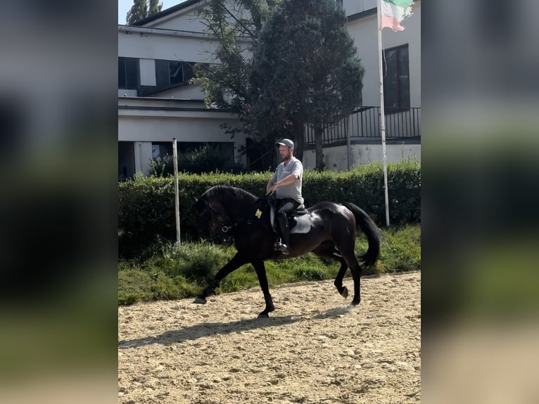 Rhinelander Gelding 17 years 17 hh Smoky-Black in Essen