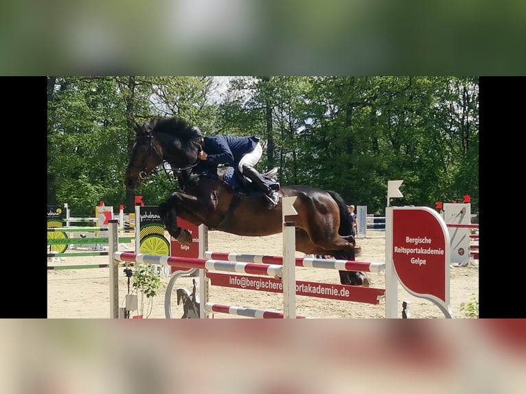 Rhinelander Gelding 17 years 17 hh Smoky-Black in Essen