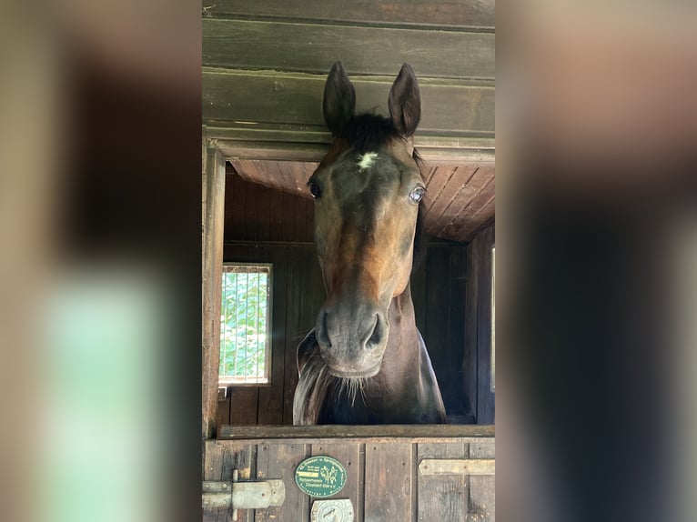 Rhinelander Gelding 17 years 17 hh Smoky-Black in Essen