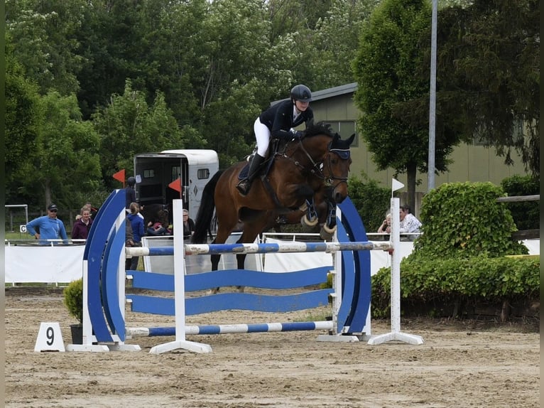 Rhinelander Gelding 18 years 16,1 hh Brown in Aachen