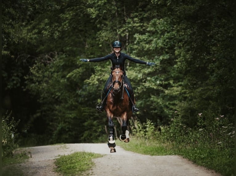 Rhinelander Gelding 18 years 16,1 hh Brown in Aachen