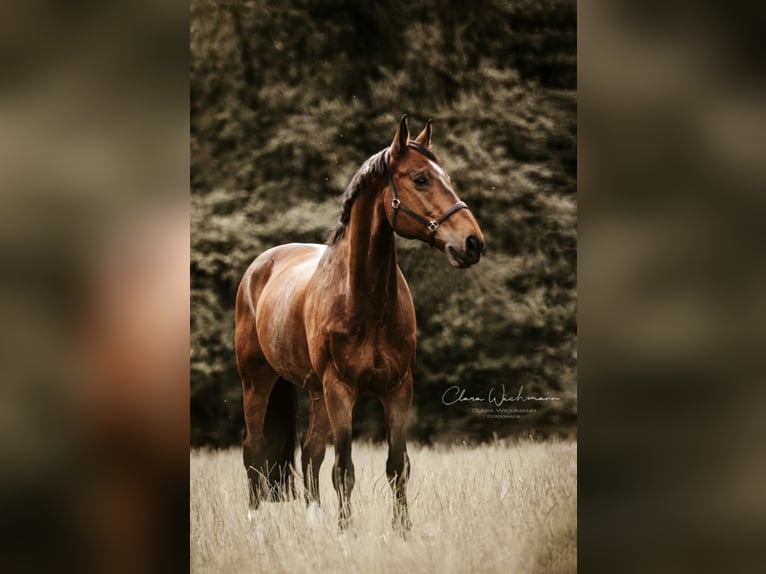 Rhinelander Gelding 18 years 16,1 hh Brown in Aachen