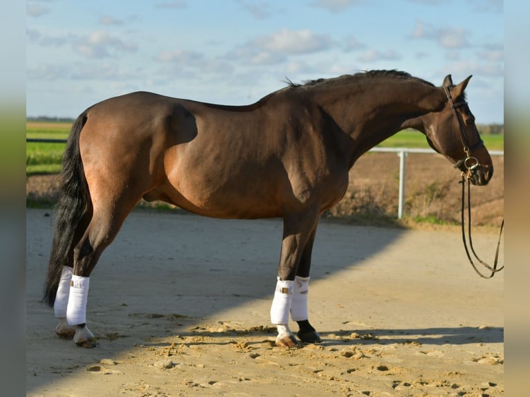 Rhinelander Gelding 18 years 16,2 hh Brown in Geilenkirchen