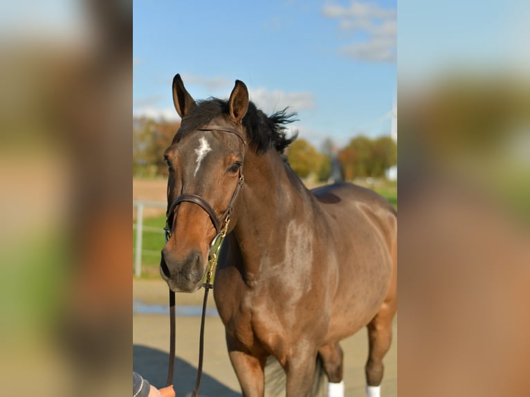 Rhinelander Gelding 18 years 16,2 hh Brown in Geilenkirchen