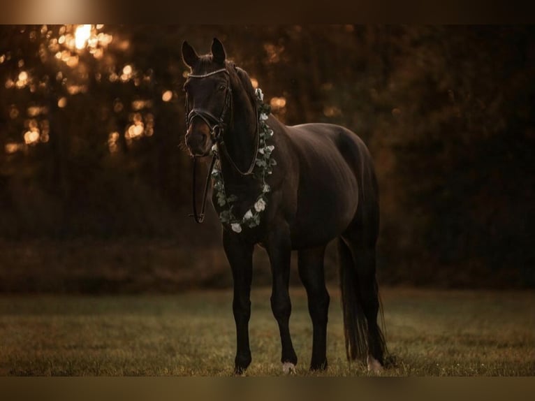 Rhinelander Gelding 18 years 17 hh Bay-Dark in M&#xF6;nchengladbach