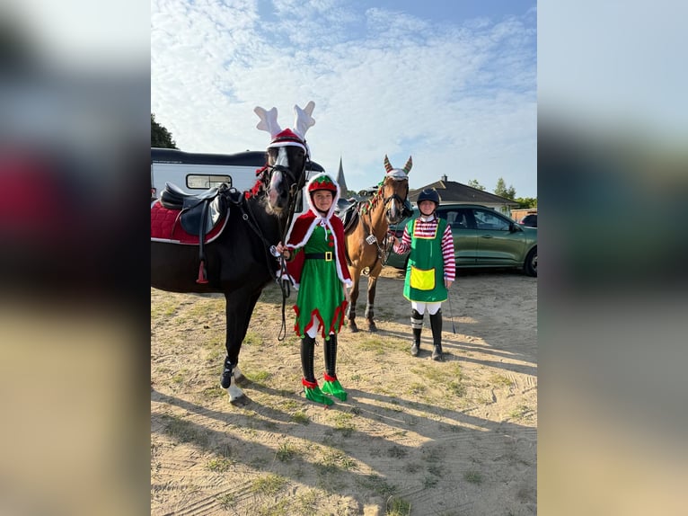 Rhinelander Gelding 19 years 16.1 hh Bay-Dark in Sassen-Trantow