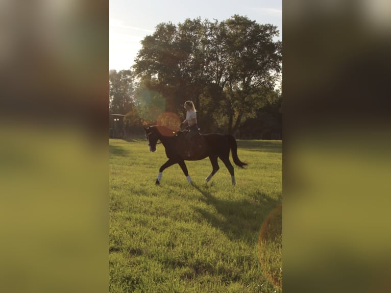 Rhinelander Gelding 19 years 16,3 hh Black in ModautaL