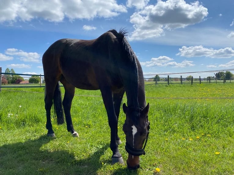 Rhinelander Gelding 19 years 16,3 hh Brown in Kamp-Lintfort