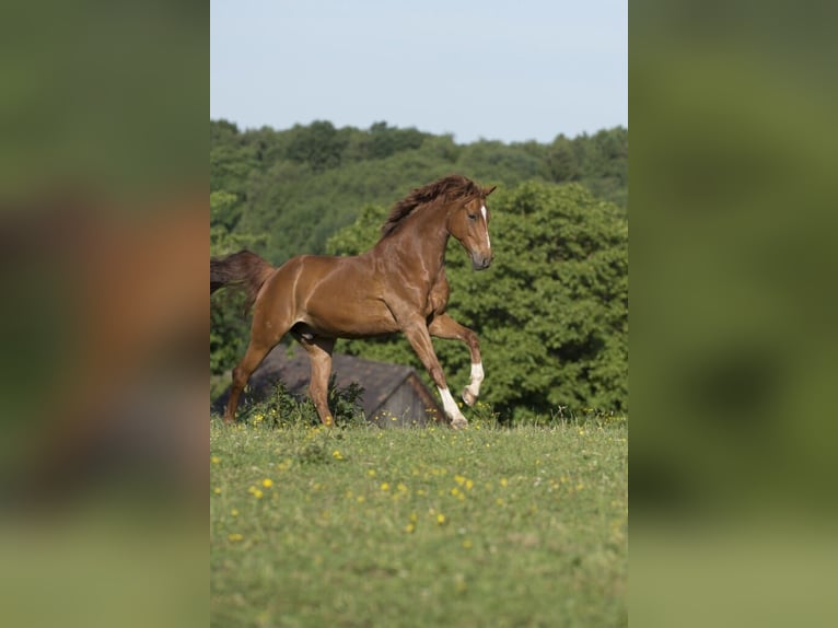 Rhinelander Gelding 19 years 16 hh Chestnut-Red in Rodgau