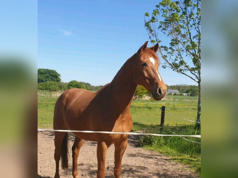 Rhinelander Gelding 19 years 16 hh Chestnut-Red in Rodgau