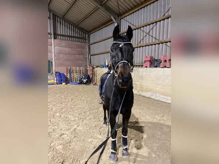 Rhinelander Gelding 19 years 17 hh Bay-Dark in Arlon