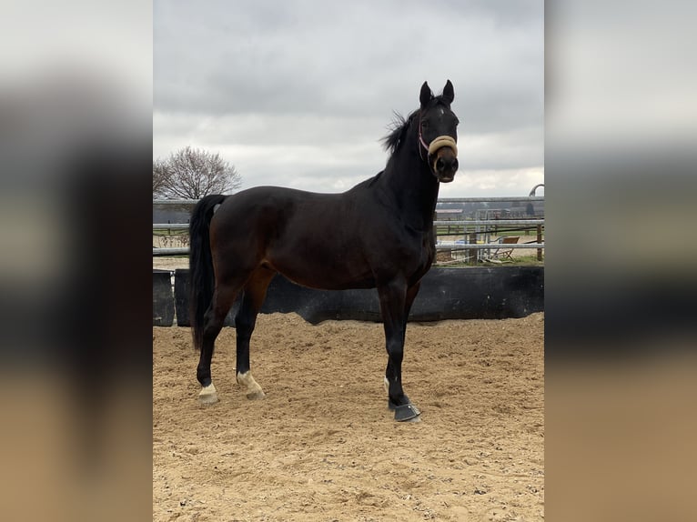 Rhinelander Gelding 19 years 17 hh Bay-Dark in Mönchengladbach