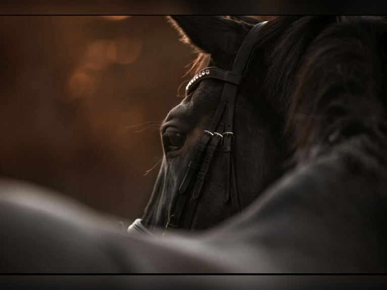 Rhinelander Gelding 19 years 17 hh Bay-Dark in Mönchengladbach