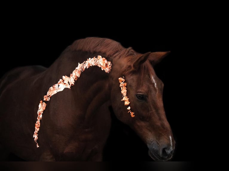 Rhinelander Gelding 19 years 17 hh Chestnut-Red in T&#xF6;ging