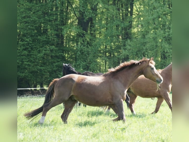 Rhinelander Gelding 19 years Chestnut in Dissen
