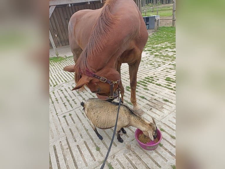 Rhinelander Gelding 19 years Chestnut in Dissen