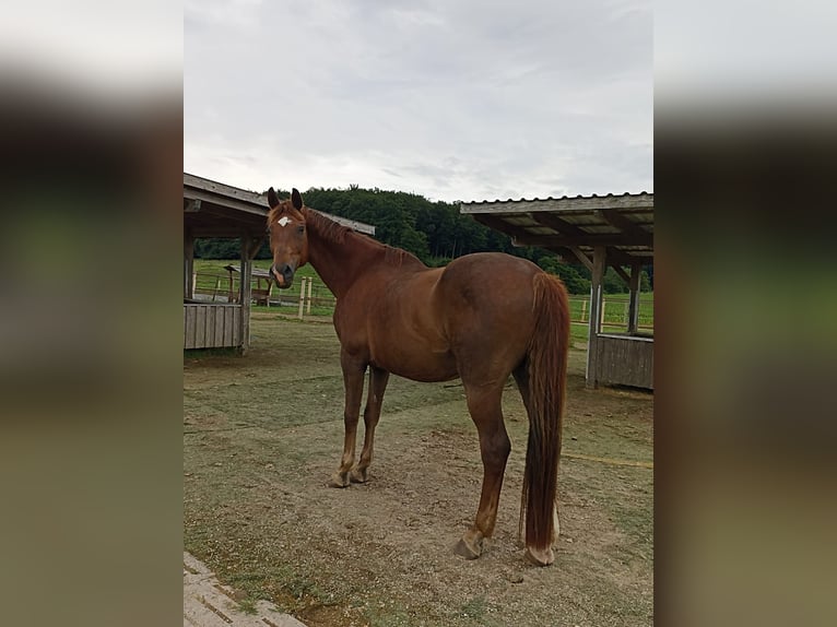 Rhinelander Gelding 19 years Chestnut in Dissen