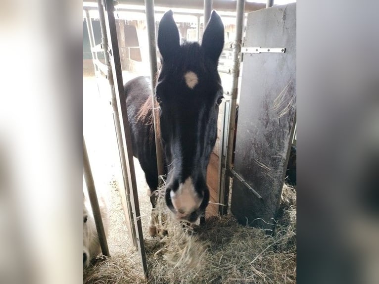 Rhinelander Gelding 19 years Smoky-Black in Hasle b. Burgdorf