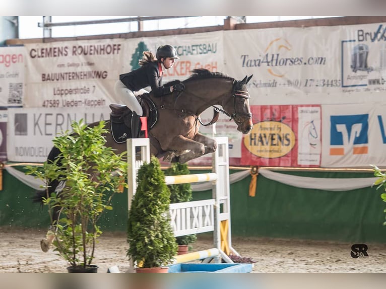 Rhinelander Gelding 20 years 16,2 hh Bay-Dark in Goch