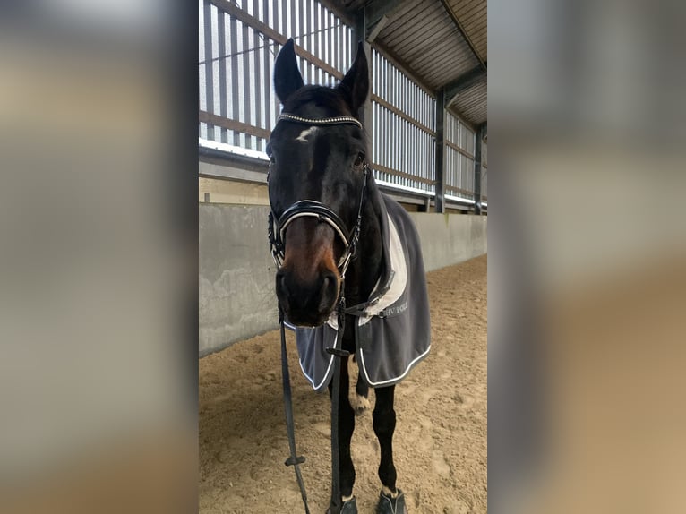 Rhinelander Gelding 20 years 17 hh Bay-Dark in Arlon