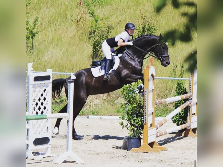 Rhinelander Gelding 20 years 17 hh Black in Burgthann