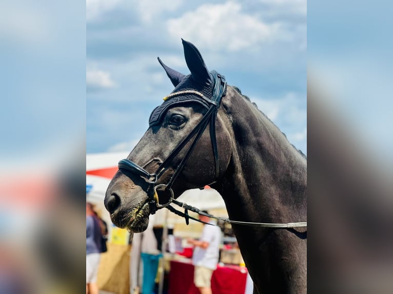 Rhinelander Gelding 20 years 17 hh Black in Burgthann
