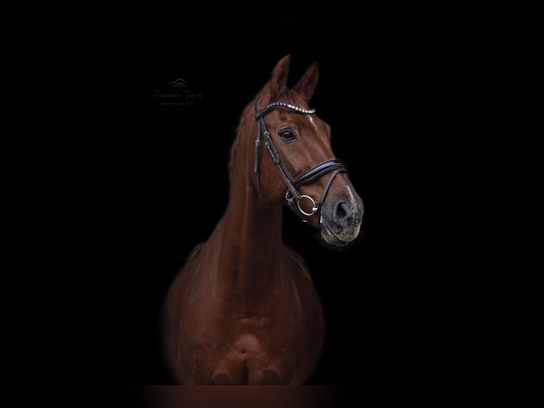 Rhinelander Gelding 20 years 17 hh Chestnut-Red in Töging