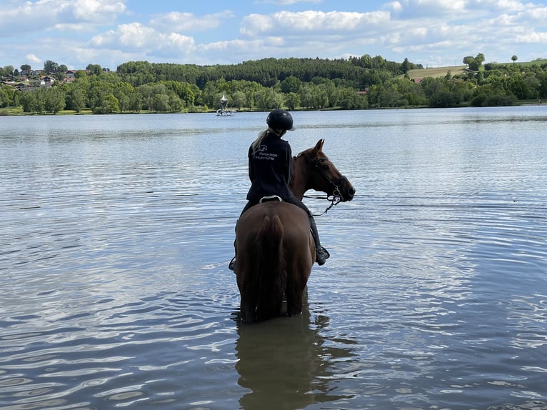 Rhinelander Gelding 20 years 17 hh Chestnut-Red in Töging