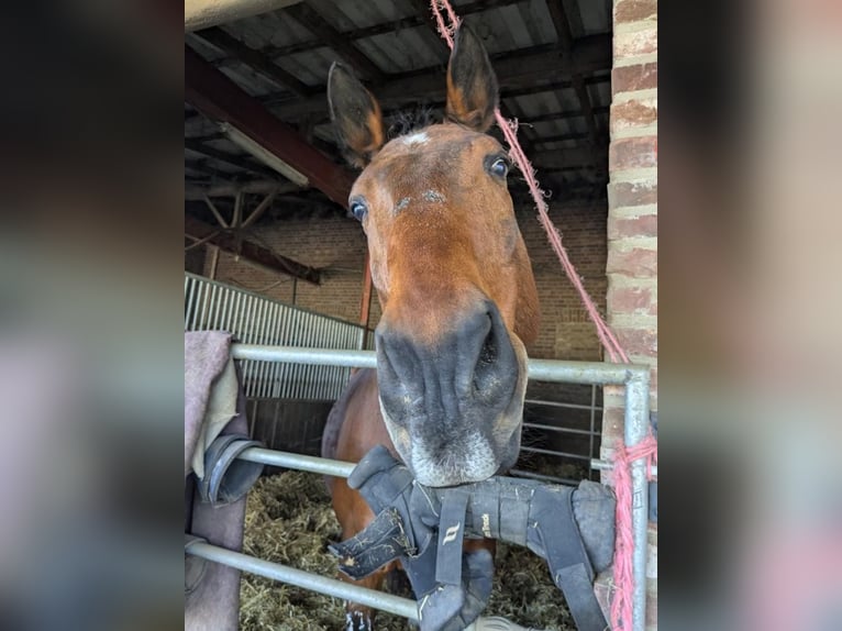 Rhinelander Gelding 23 years 16,2 hh Brown in Krefeld