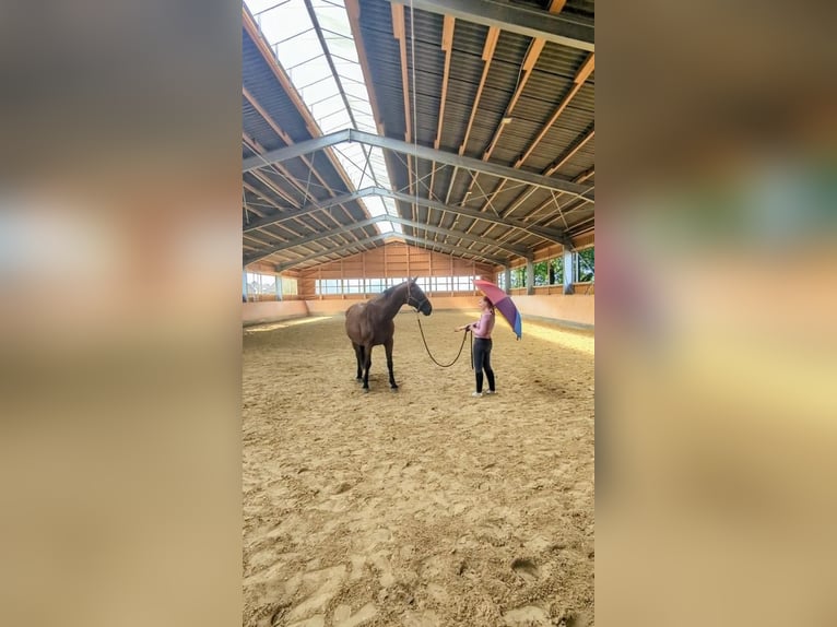Rhinelander Gelding 23 years 16,2 hh Brown in Krefeld