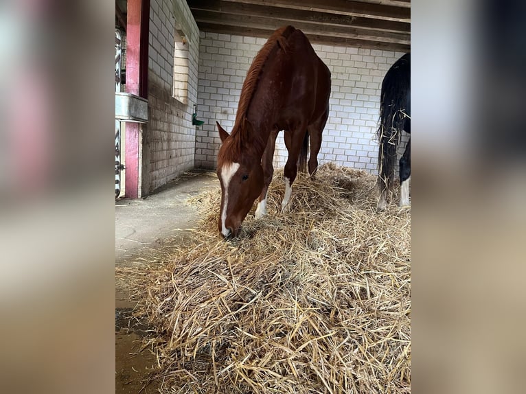 Rhinelander Gelding 2 years 16.1 hh Chestnut-Red in Eschweiler