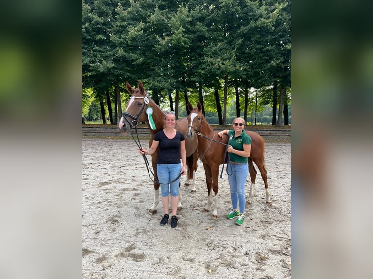 Rhinelander Gelding 2 years 16.1 hh Chestnut-Red in Eschweiler