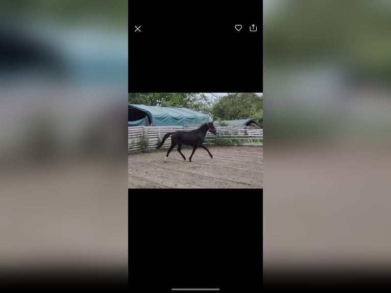 Rhinelander Gelding 3 years 14 hh Black in Mönchengladbach Rhinelander Gelding 3 years 14 hh Black in Mönchengladbach