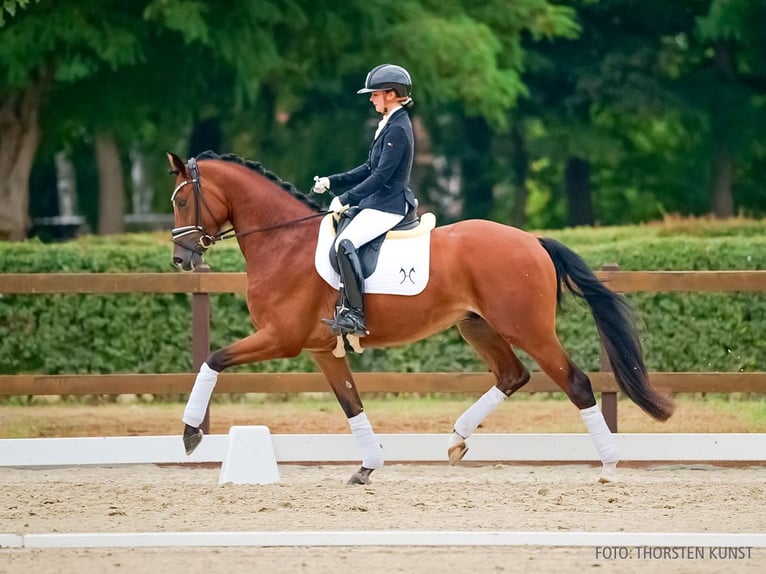 Rhinelander Gelding 3 years 16.1 hh Brown in Verden