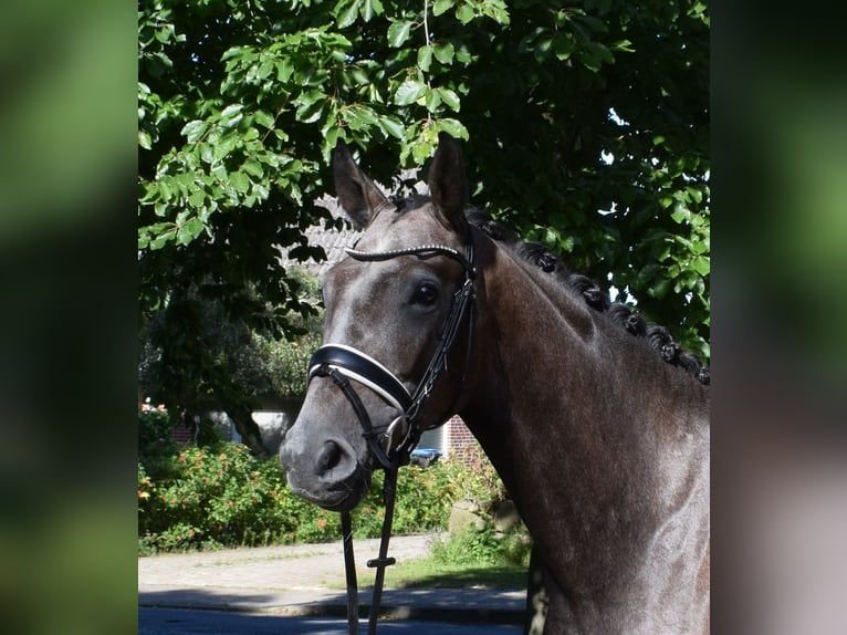 Rhinelander Gelding 3 years 16,1 hh Gray in Fredenbeck