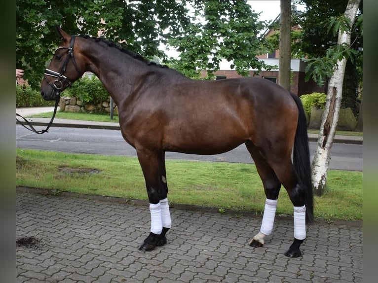 Rhinelander Gelding 3 years 16,1 hh Smoky-Black in Fredenbeck