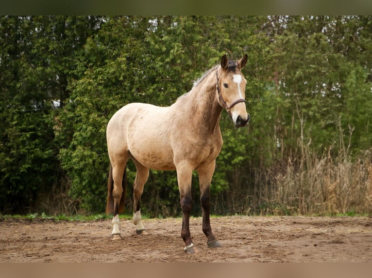 Rhinelander Gelding 3 years 16 hh Dun in Tespe
